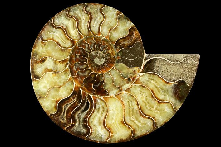 Cut & Polished Ammonite Fossil (Half) - Madagascar #158035